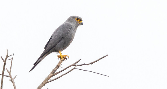 Grey kestrel (Falco ardosiaceus)