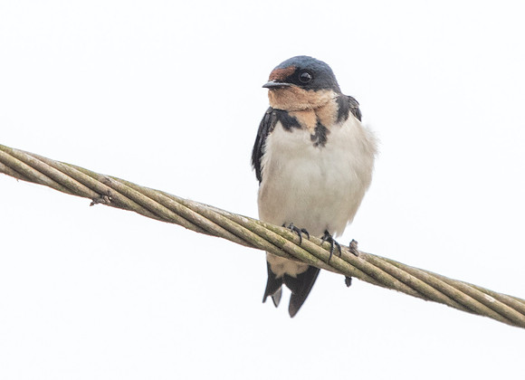 Ethiopian swallow (Hirundo aethiopica)