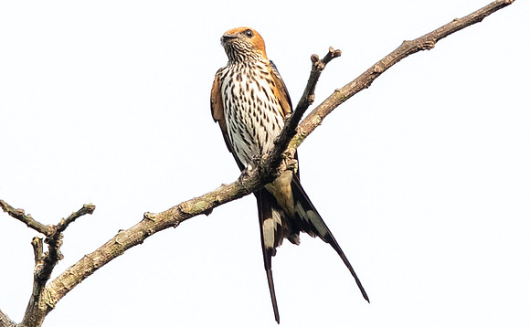 Lesser striped swallow (Cecropis abyssinica)