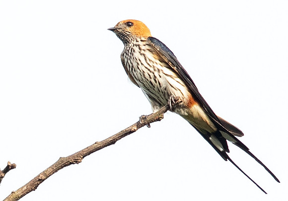 Lesser striped swallow (Cecropis abyssinica)