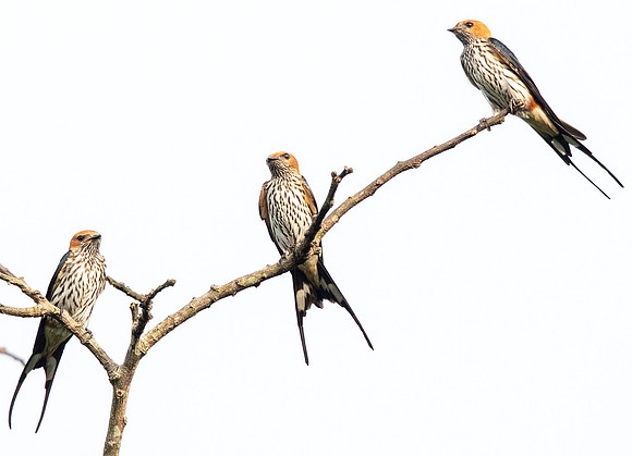 Lesser striped swallow (Cecropis abyssinica)