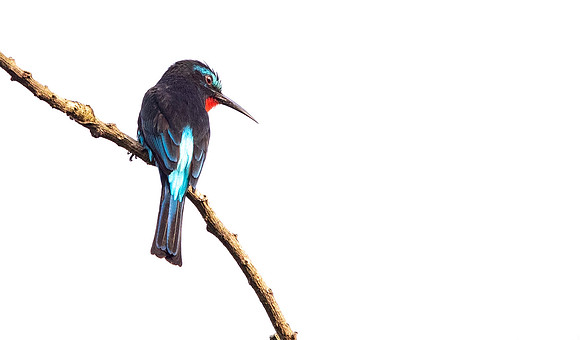 Black bee-eater (Merops gularis)