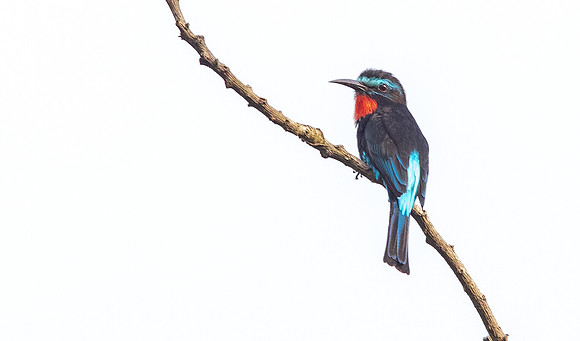 Black bee-eater (Merops gularis)