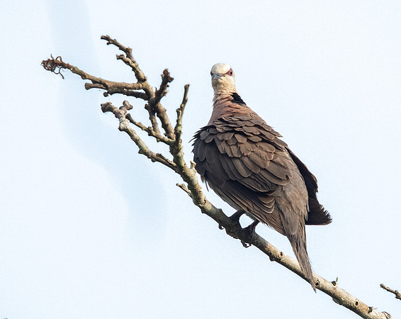Red-eyed dove (Streptopelia semitorquata)