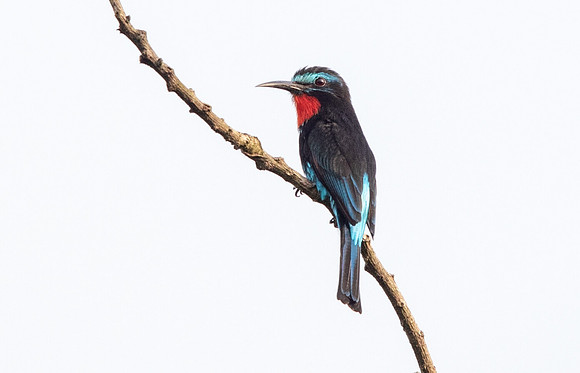Black bee-eater (Merops gularis)