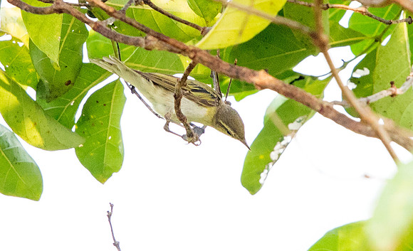 Wood warbler (Phylloscopus sibilatrix)