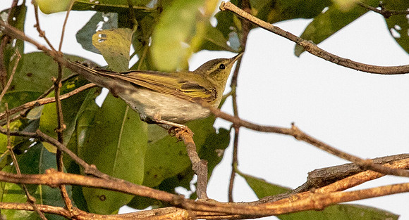 Wood warbler (Phylloscopus sibilatrix)