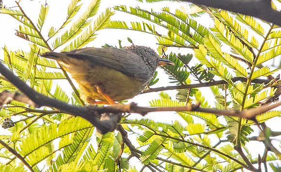 Tit hylia (Pholidornis rushiae)