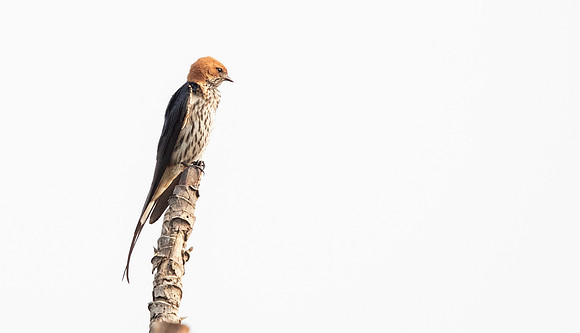 Lesser striped swallow (Cecropis abyssinica)