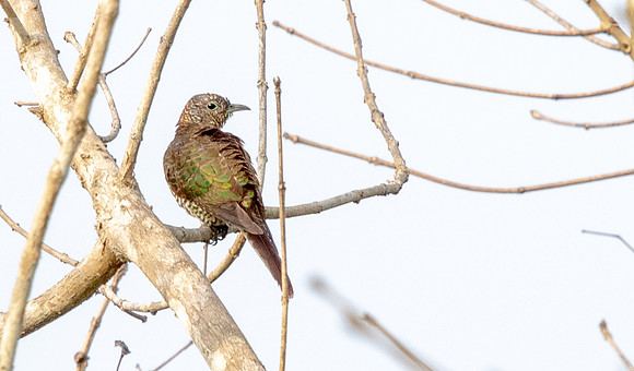 African emerald cuckoo (Chrysococcyx cupreus) Female