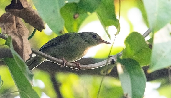 Grey longbill (Macrosphenus concolor)