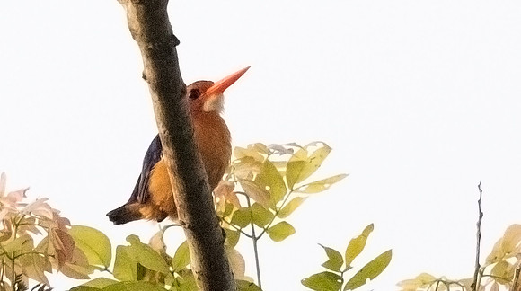 African pygmy kingfisher (Ispidina picta)