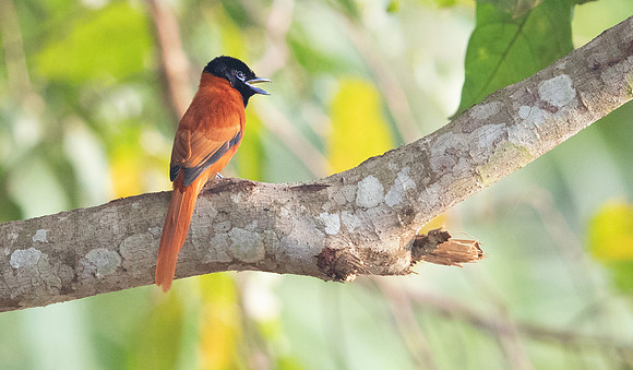 Red-bellied paradise flycatcher (Terpsiphone rufiventer)