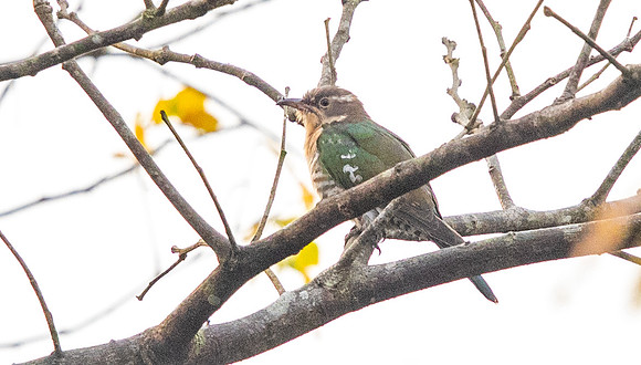 Diederik cuckoo (Chrysococcyx caprius)