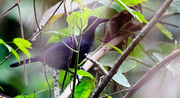 Lowland sooty boubou (Laniarius leucorhynchus)