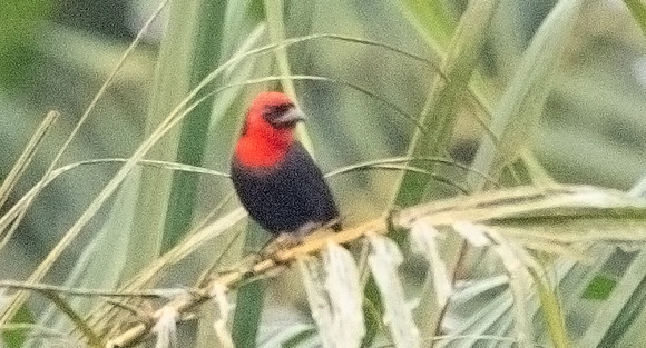 Crested malimbe (Malimbus malimbicus)