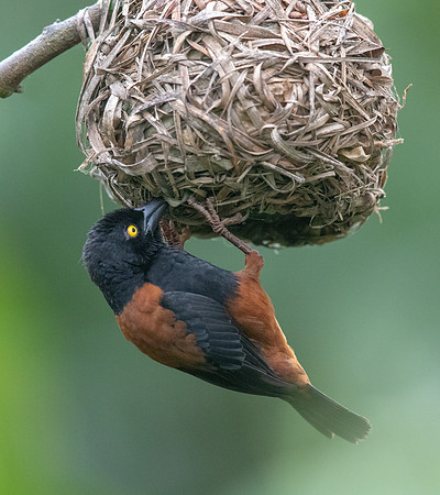 Vieillot's black weaver (Ploceus nigerrimus)