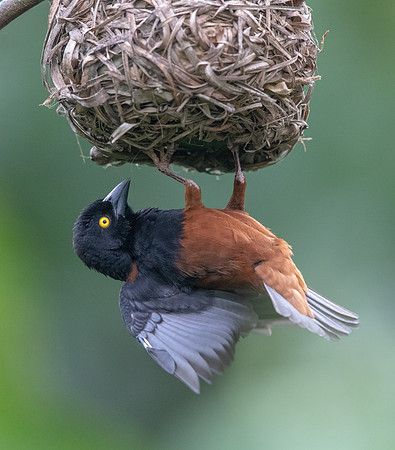 Vieillot's black weaver (Ploceus nigerrimus)