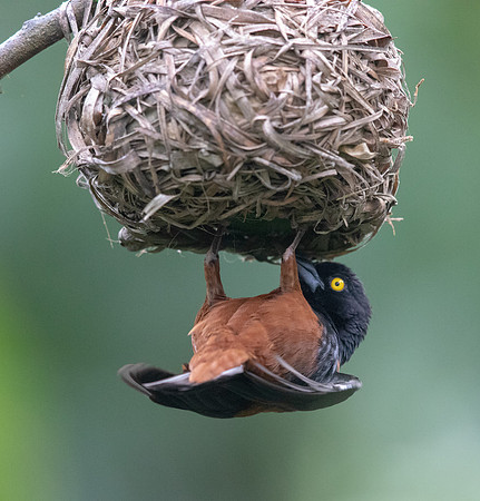 Vieillot's black weaver (Ploceus nigerrimus)