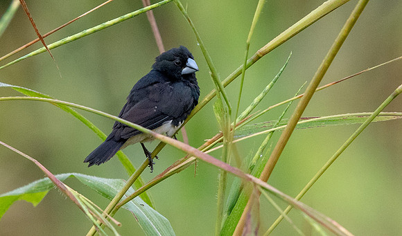 Black-and-white mannikin (Lonchura bicolor)