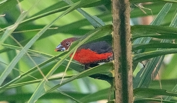 Western bluebill (Spermophaga haematina) Female