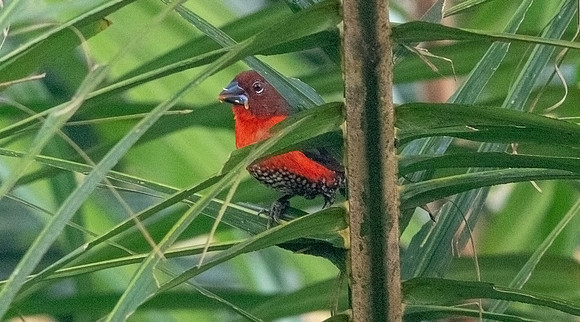 Western bluebill (Spermophaga haematina) Female