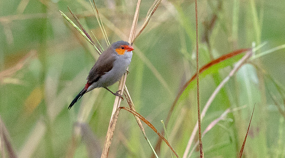 Orange-cheeked waxbill (Estrilda melpoda)