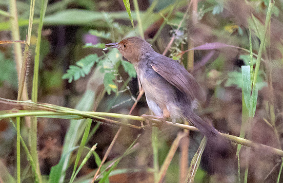 Red-faced cisticola (Cisticola erythrops)