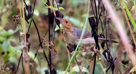 Red-faced cisticola (Cisticola erythrops)