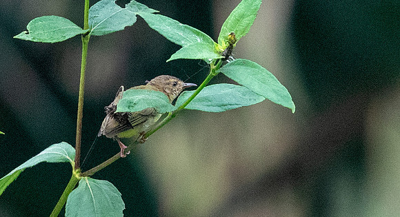Green crombec (Sylvietta virens)