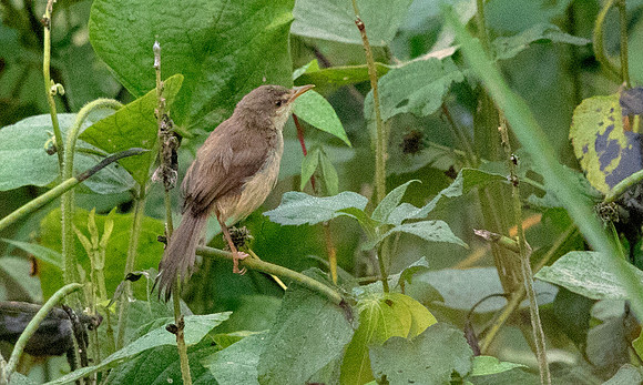 Tawny-flanked prinia (Prinia subflava)