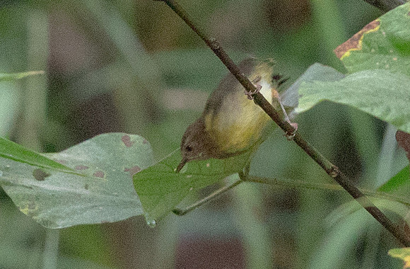 Green crombec (Sylvietta virens)