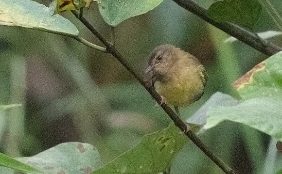 Green crombec (Sylvietta virens)