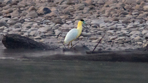 Capped Heron (Pilherodius pileatus)