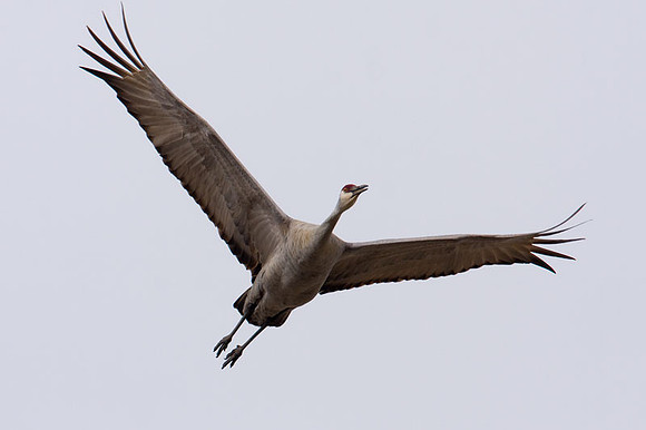 Sandhill Crane (Grus canadensis)