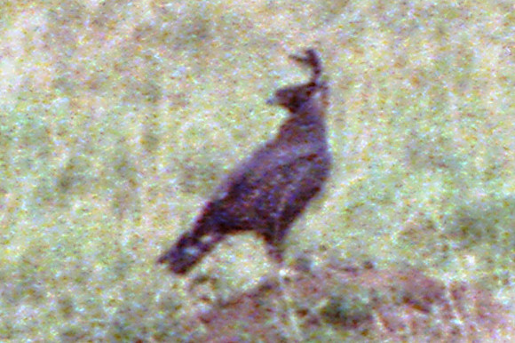 Long-crested Eagle (Lophaetus occipitalis)