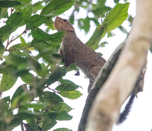 Gambian sun squirrel (Heliosciurus gambianus)