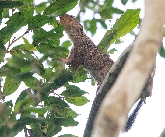 Gambian sun squirrel (Heliosciurus gambianus)