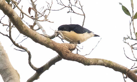 Violet-backed hyliota (Hyliota violacea)
