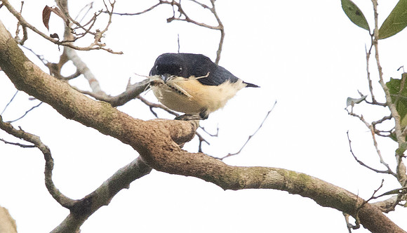 Violet-backed hyliota (Hyliota violacea)