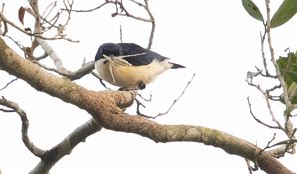 Violet-backed hyliota (Hyliota violacea)