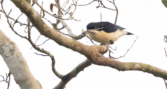 Violet-backed hyliota (Hyliota violacea)