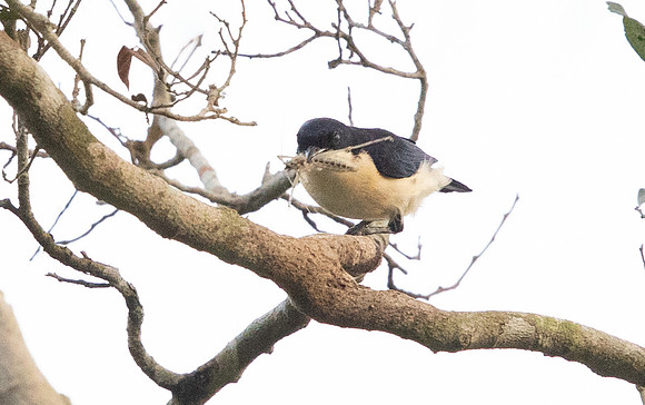Violet-backed hyliota (Hyliota violacea)