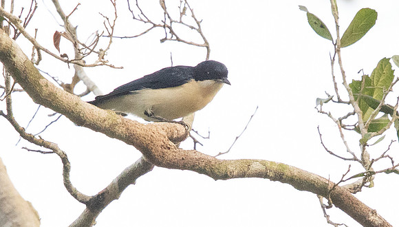 Violet-backed hyliota (Hyliota violacea) Male