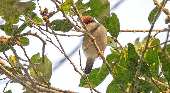 Rufous-crowned eremomela (Eremomela badiceps)