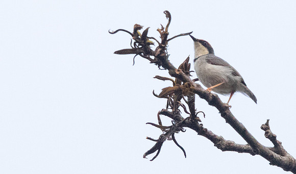 Rufous-crowned eremomela (Eremomela badiceps)