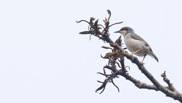 Rufous-crowned eremomela (Eremomela badiceps)