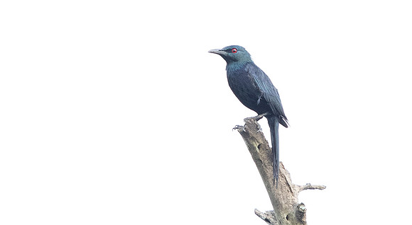 Chestnut-winged starling (Onychognathus fulgidus)