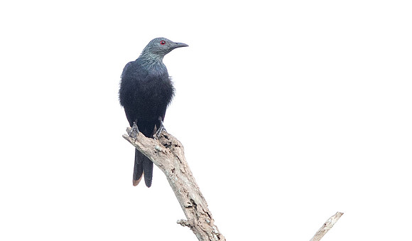 Chestnut-winged starling (Onychognathus fulgidus)