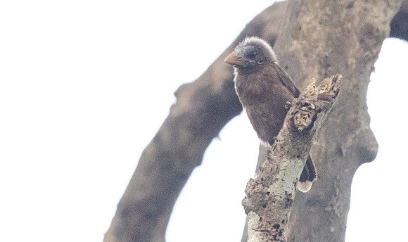 Naked-faced barbet (Gymnobucco calvus)